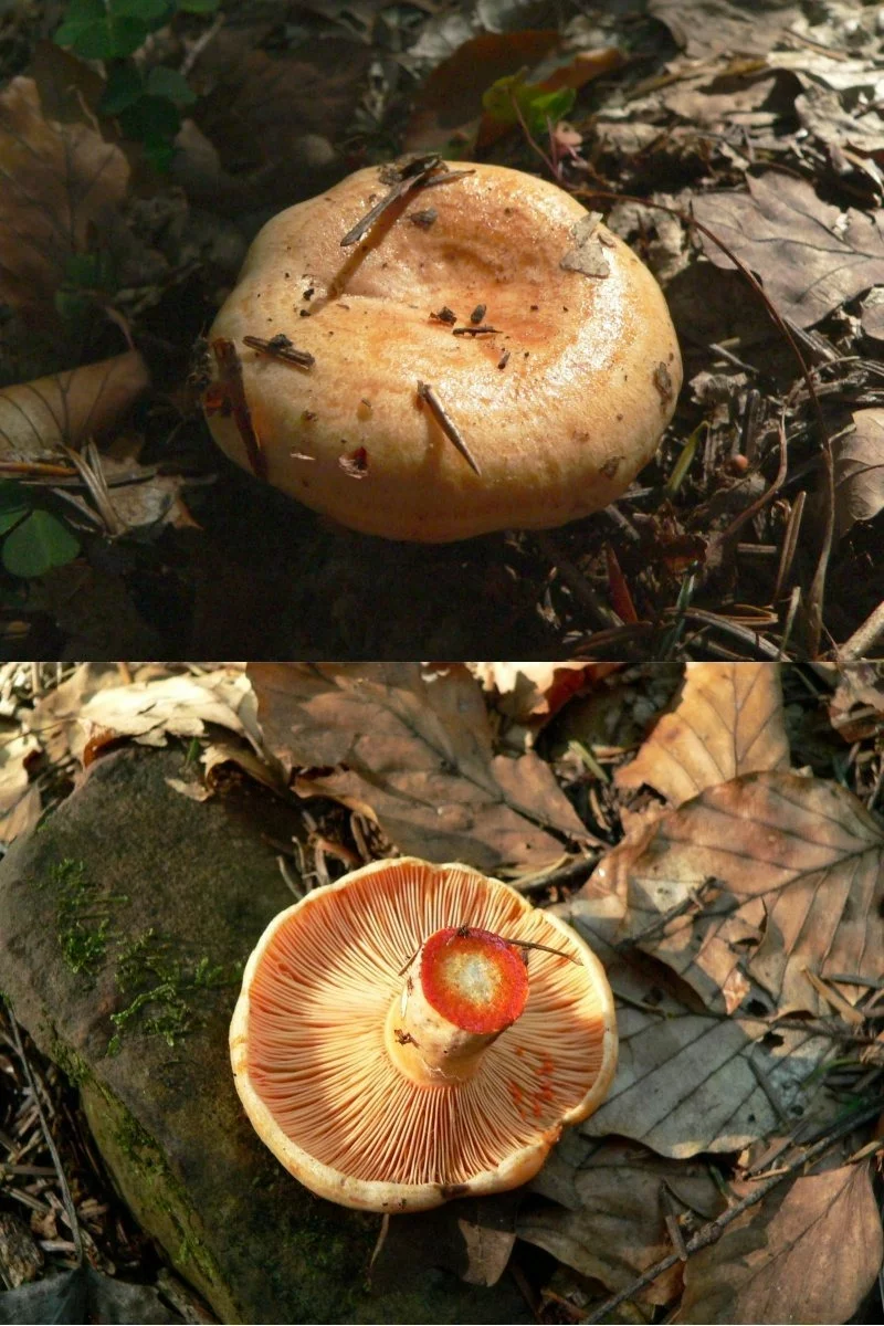 Wiesz, jak nazywa się ten grzyb?