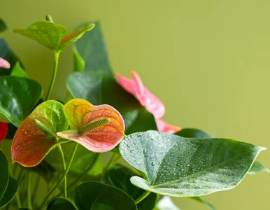 Miniatura: Podlewasz anturium czarną wodą? Trik z...