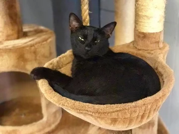 Koty w Safe Haven Pet Sanctuary 