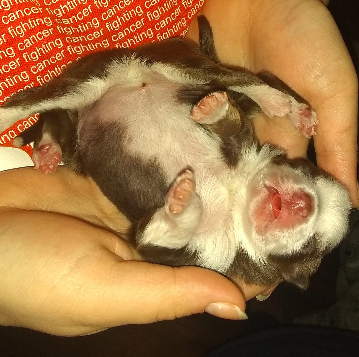 Хвостик щенка новорождённого