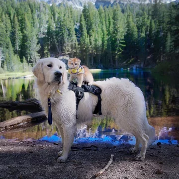 Pies Samson i kot Cleo 