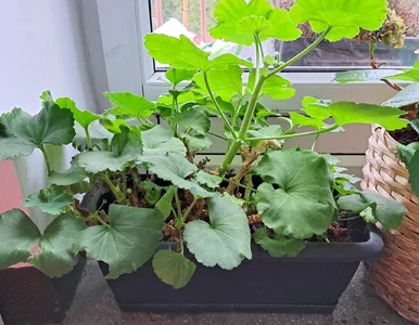 Miniatura: Teraz jest ten moment. Tak wybudzisz...