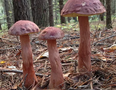 Miniatura: Nowy przybysz w polskich lasach. Skąd...