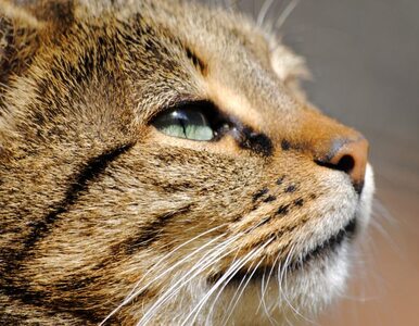 Miniatura: Anglia: kot pomógł odnaleźć mordercę