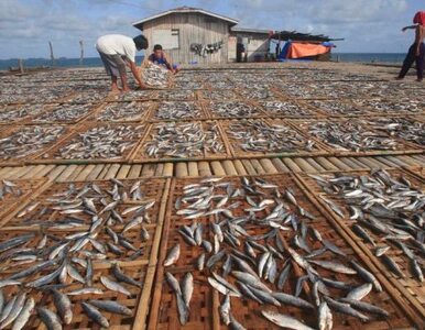 Miniatura: 4 miliardy ludzi potrzebują ryb. WWF:...