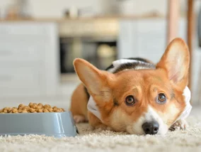 Miniatura: Szokujące odkrycie w karmie dla psów i...