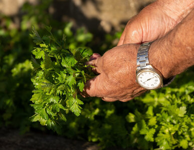 Miniatura: Wysiej teraz do gruntu. Pietruszka...