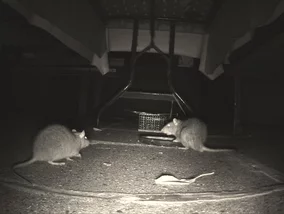 Miniatura: Patoinfluencerka hodowała szczury...