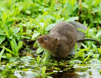 Miniatura: To nie szczur! Karczownik w ogrodzie...