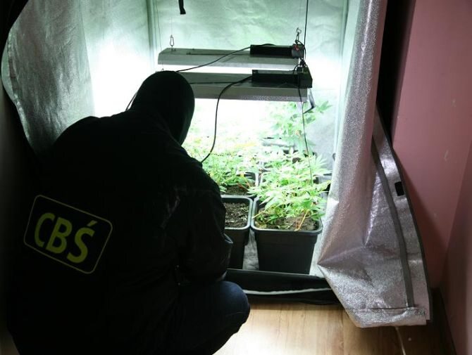 Śledczy znaleźli 9 donic z krzakami marihuany(fot. Komenda Wojewódzka Policji w Poznaniu)