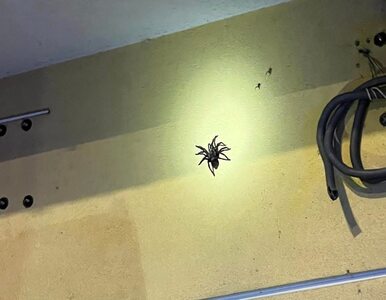 Miniatura: Ogromny pająk na elewacji budynku....