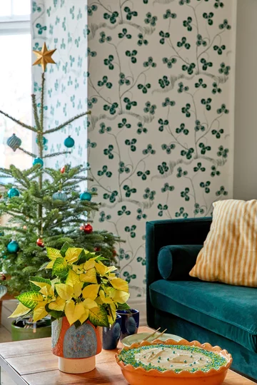 Poinsecja znana także jako gwiazda betlejemska 