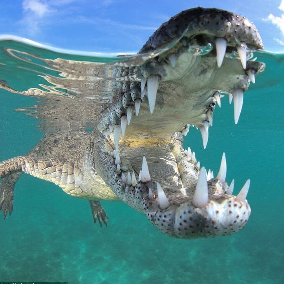 Bliskie spotkanie z krokodylem 