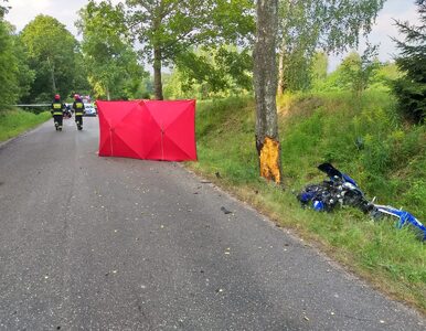 Miniatura: Motocyklista uderzył w sarnę. Nie żyje
