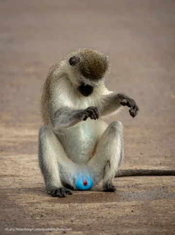 Finaliści konkursu Comedy Wildlife Photo Awards 2021 