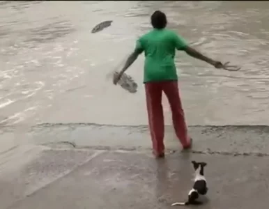 Miniatura: Pokaz odwagi czy głupoty? Kobieta...