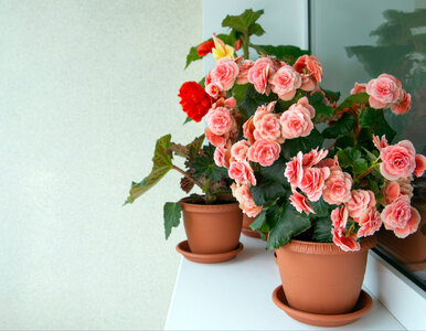 Miniatura: Najlepszy sposób na przezimowanie begonii:...