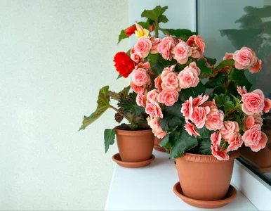 Miniatura: Najlepszy sposób na przezimowanie begonii:...