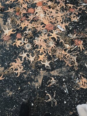 Miniatura: Morskie stworzenia wyrzucone na plaże w...