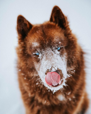 Miniatura: Oto niezwykły brązowy husky. Poznajcie...
