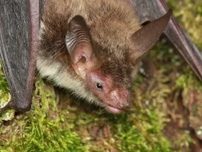 Miniatura: Nowy gatunek nietoperza w polskim parku. W...