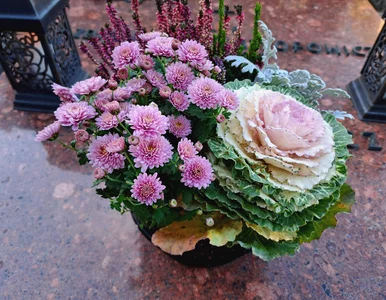 Miniatura: Piękna i niezwykle odporna roślina na...