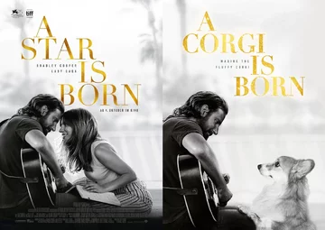 Plakat "A Star is Born" i plakat "A Corgi Is Born" 