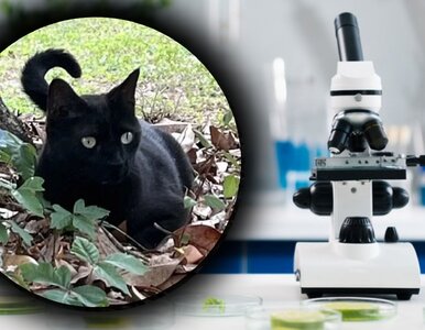 Miniatura: Wybrał się na polowanie i pomógł odkryć...