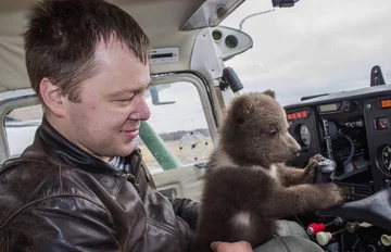 Mansur jako mały niedźwiadek 