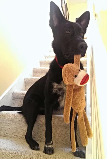 Pies i jego ukochana zabawka 