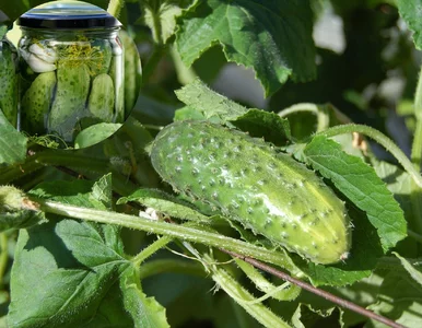 Miniatura: Te ogórki po kiszeniu są „chrupiące jak z...