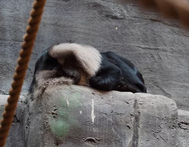 Miniatura: Przerażające odkrycie. Setki ludzi płaciło...