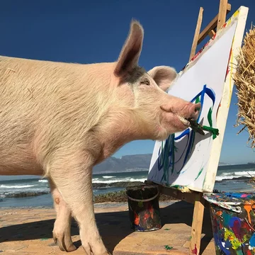 Pigcasso 