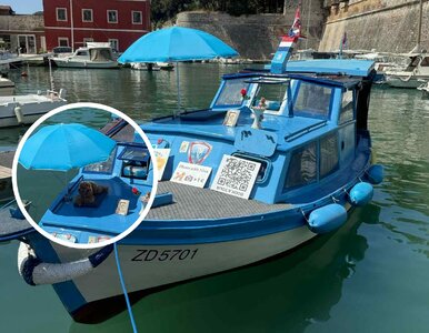 Miniatura: Ten piesek robi furorę w Chorwacji....