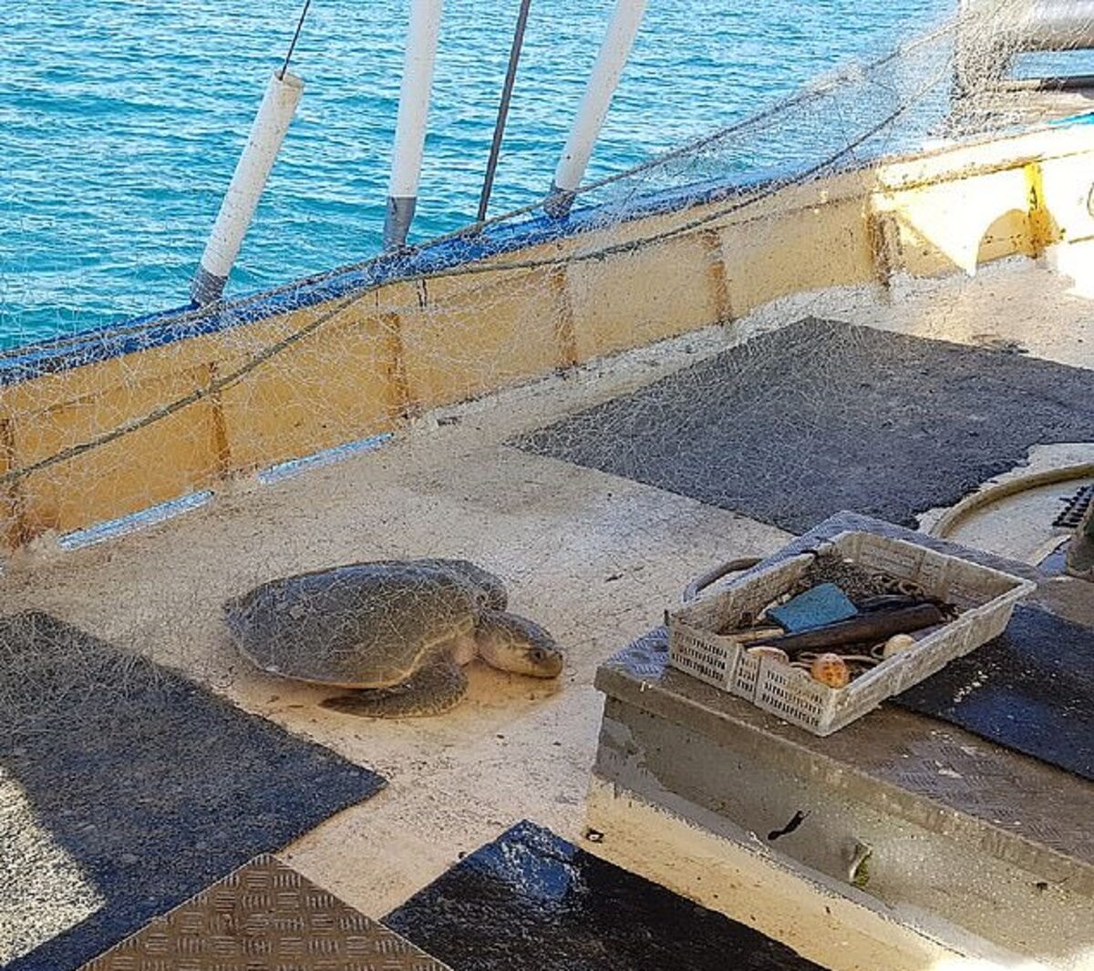 Złapany w sieć żółw morski 