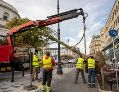 Miniatura: Warszawa kupiła drzewa z Niemiec za 14...