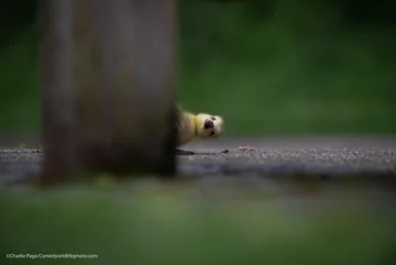 Finaliści konkursu Comedy Wildlife Photo Awards 2021 