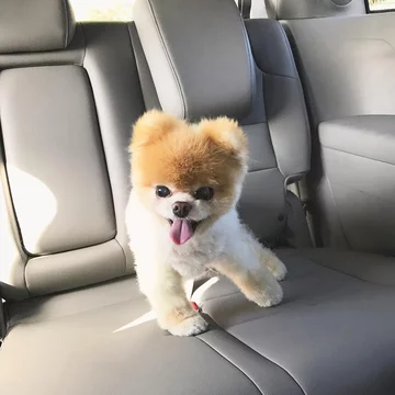 Boo the Pomeranian 