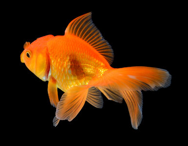 Miniatura: Dlaczego złotych rybek nie należy...