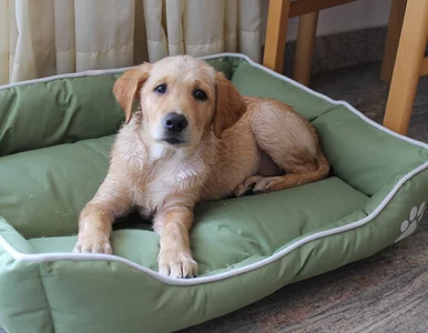 Miniatura: Jak obliczyć wiek psa? Mnożenie przez...