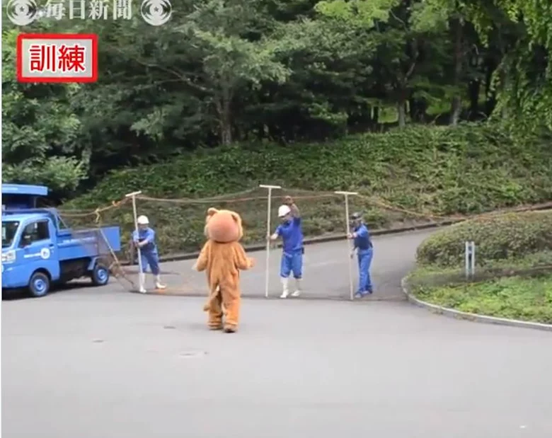 Miniatura: Ucieczka lwa w japońskim zoo. Było raczej...