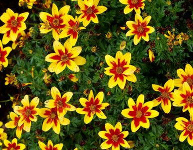 Miniatura: Posadź zamiast pelargonii. Ten kwiat kocha...