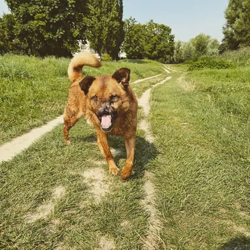 Piesek o imieniu Juri 