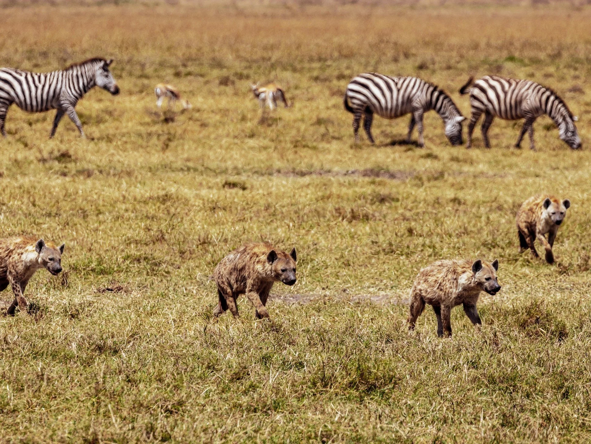 Najdziwniejsze zwierzęta na świecie. Rozpoznasz chociaż dwa?