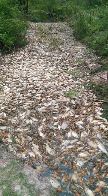 Śnięte ryby w rzece Confuso 