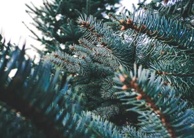 Miniatura: Co wiesz o grudniu? 10 podchwytliwych pytań