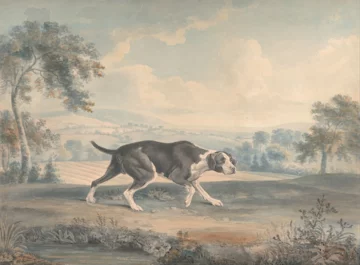 16. Old Spanish Pointer Pies używany do polowań, niezwykle zwinny, według przekazów mogły „biegać przez cały dzień i całą noc”.