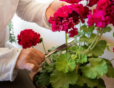 Miniatura: Pelargonie w październiku: przytnij metodą...