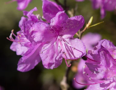 Miniatura: Ten rododendron kwitnie w lutym!