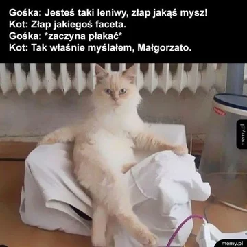 Kot najbardziej memicznym ze zwierząt? 